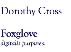 Dorothy Cross: Foxglove digitalis purpurea